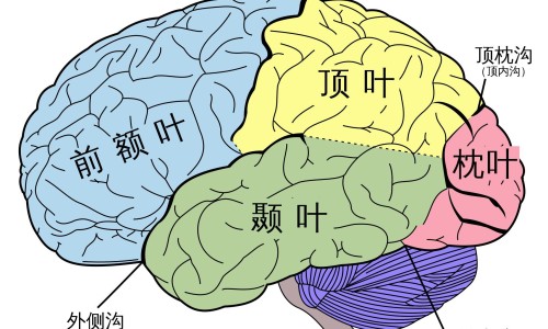 老人营养流食食谱大全-老人营养晚餐网 | 老人营养跟不上怎么补,老人营养晚餐吃什么好